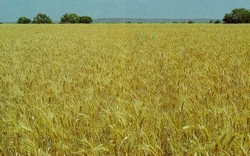 Ripening Feekes Scale of wheat development
