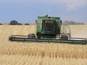 California wheat harvest